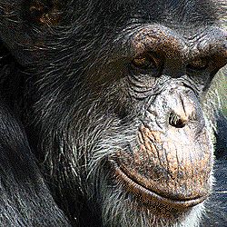 Studiu: Puii de cimpanzeu sunt mai inteligenti decat copiii din orfelinatele romanesti