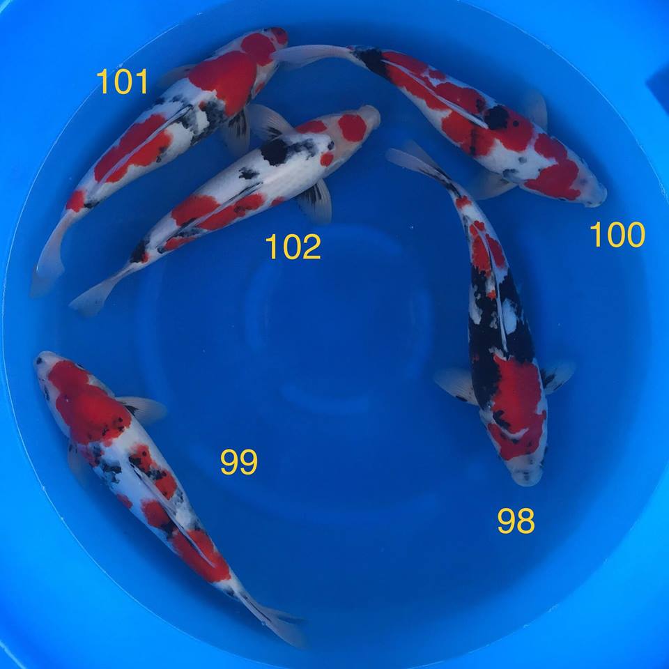 Vand crapi japonezi si articole iaz.