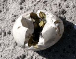 Nu doar bauturile alcoolice ajuta la sex! Ouale stricate cresc potenta