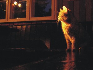 O pisica a mers 70 de kilometri pentru a-si gasi stapanul