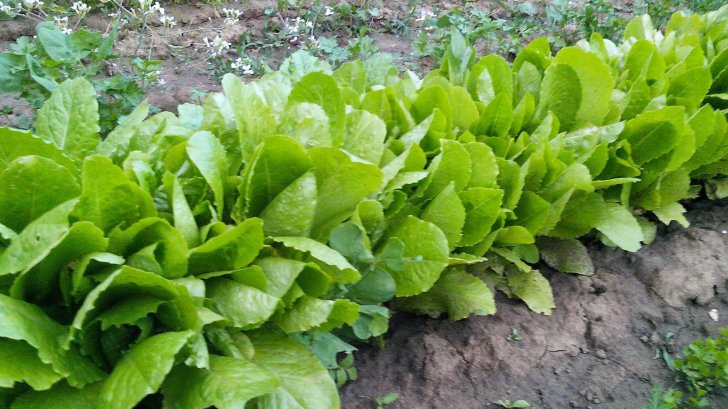  Mărturia elevei care a fost tunsă de o colegă, în clasă. Și-au bătut joc de fata mea