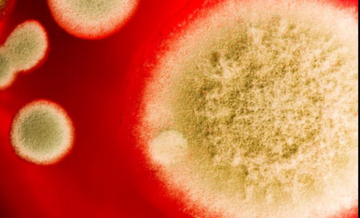  Jurnalul emoționant lăsat de un copil de 13 ani, care știa că mai are puțin de trăit