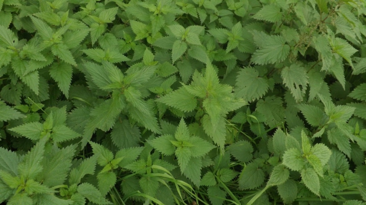 Sezonul uzicilor. Cum îţi purifici sângele cu această plantă