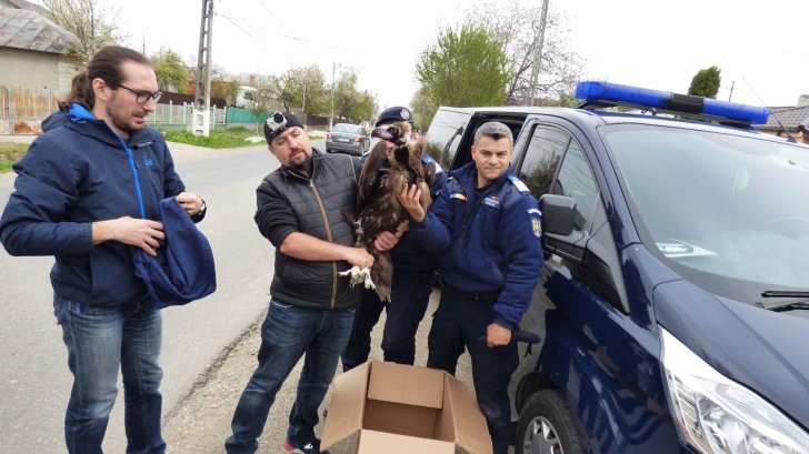 Un vrâncean s-a trezit cu unul dintre puținii vulturi pleșuvi negri, din Europa, în curte