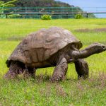 VIDEO Jonathan, cea mai bătrână ţestoasă din lume, împlineşte 190 de ani