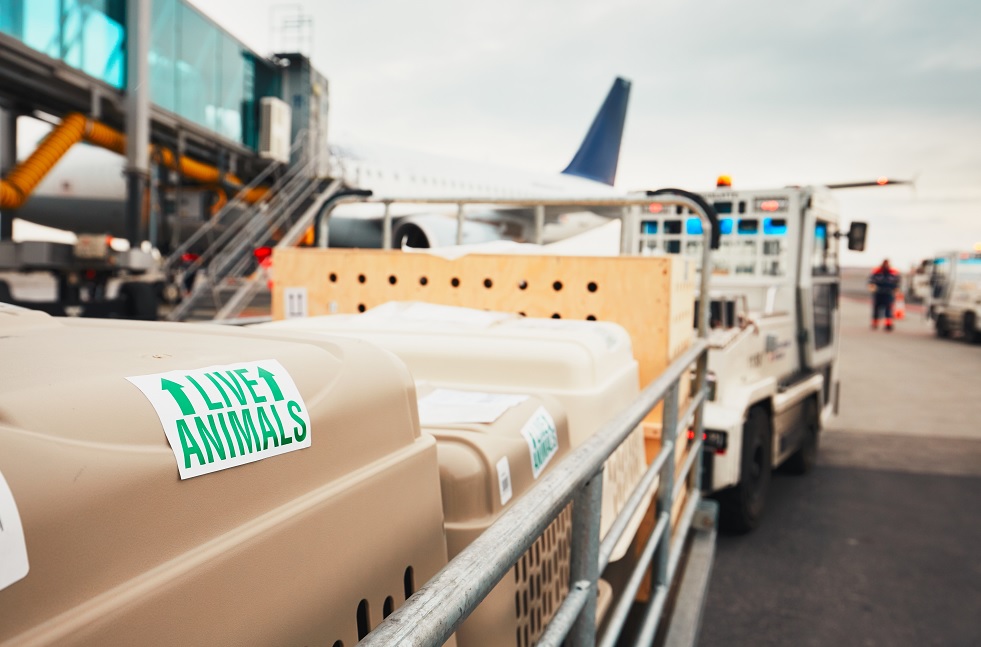 Tarom animale de companie