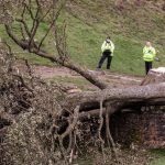 VIDEO Un adolescent britanic a fost arestat pentru doborârea unui copac legendar de lângă Zidul lui Hadrian