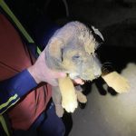 Sibiu: Pompierii au salvat un căţel care a…