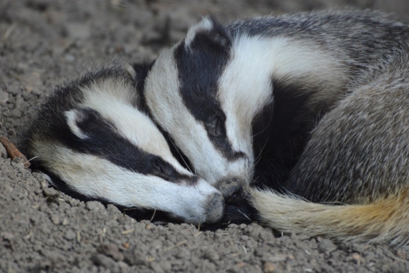 VIDEO Operațiune inedită pentru pompieri: au salvat trei bursuci care au căzut într-o groapă