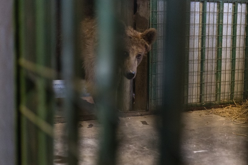 fanatik.ro: Primele efecte ale isteriei urșilor. German urmărit internațional pentru braconaj, iertat de instanță după ce a ucis un exemplar în România