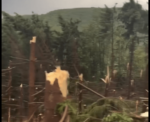 Copaci rupti de vant in timpul unei furtuni la Valeni, Maramures / FOTO captura video Maria si Mihai Nemes