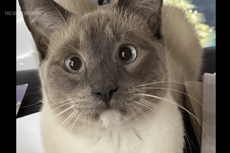 VIDEO SUA: O pisică pierdută în Parcul Yellowstone a mers aproape 1.300 de km şi s-a reunit după două luni cu stăpânii săi