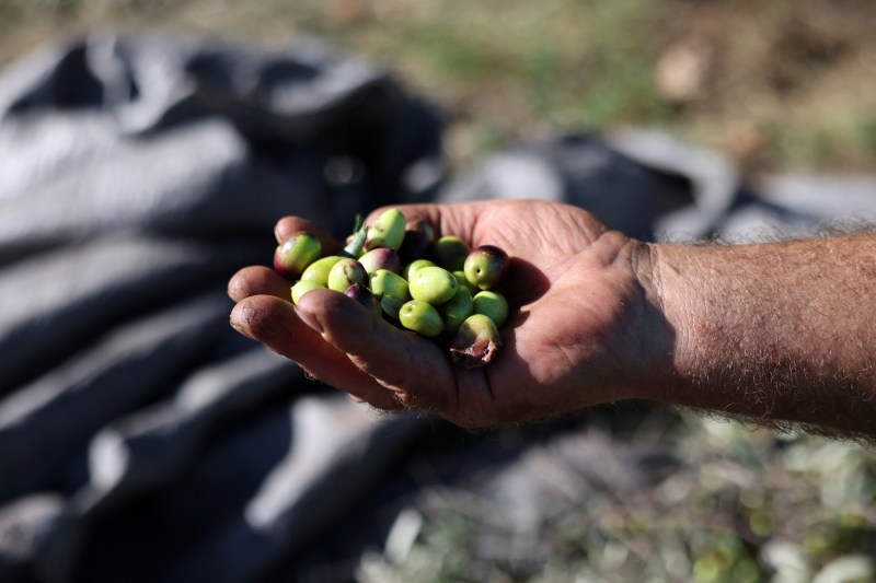 „Cine o să ne culeagă măslinele?” O țară europeană se plânge că are nevoie de lucrători, în timp ce liderii UE discută strategia privind migrația