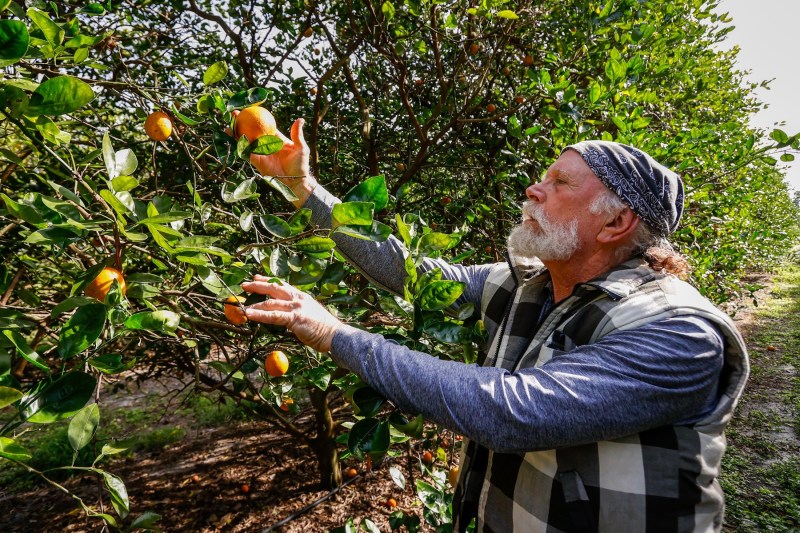 Mike Houghtaling, proprietarul plantației Dooley Groves de portocali din Florida. Foto: Jefferee Woo / Zuma Press / Profimedia