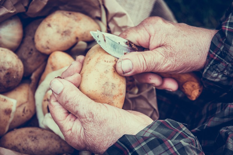 Producția de cartofi din România, la cel mai mic nivel din ultimii opt ani. Unii fermieri au luat o decizie radicală din cauza costurilor