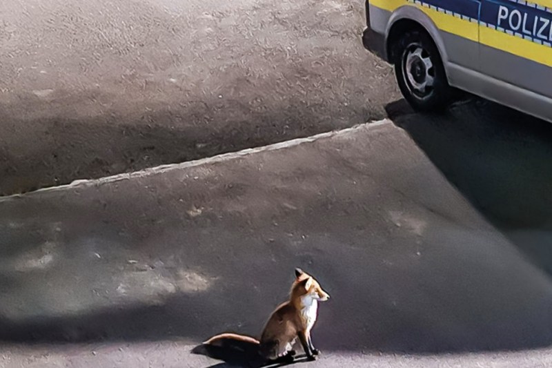 „Dispută aprinsă” între o vulpe și o pisică în fața unei secții de poliție din Germania / Ce s-a întâmplat după