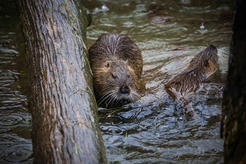 „Serviciu complet”. O familie de castori harnici a făcut peste noapte munca autorităților cehe, cu o economie de 1,2 milioane de euro
