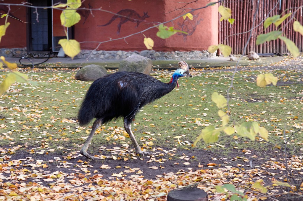 Cazuar. Foto: Dreamstime