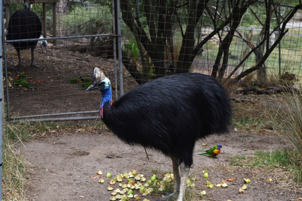 Cazuar. Foto: Dreamstime