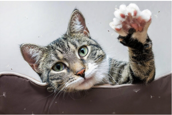 Ți-a spus vreodată cineva că semeni cu pisica ta? Un articol despre atitudine, reflexii personale și tricouri cu personalitate