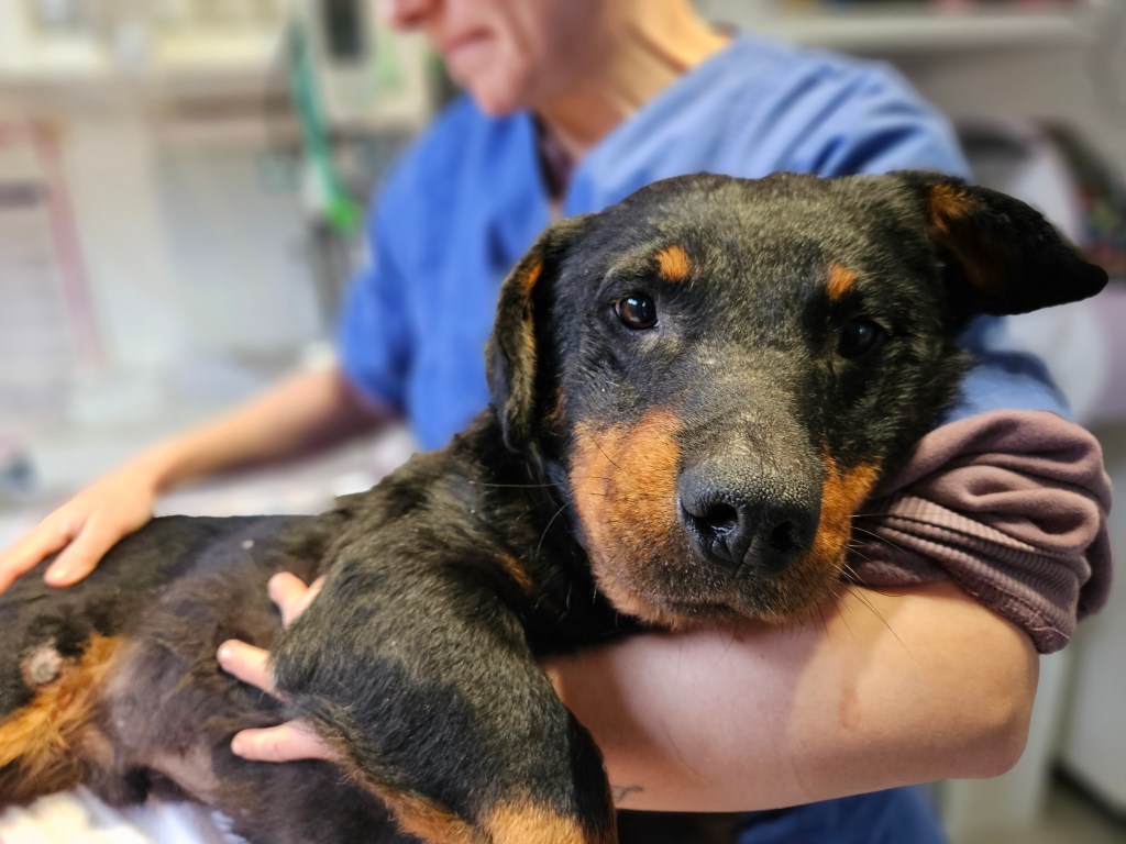Câinele Toto, tratat la Sache Vet după ce a fost lovit de mașină / Foto: Asociația Sache Vet