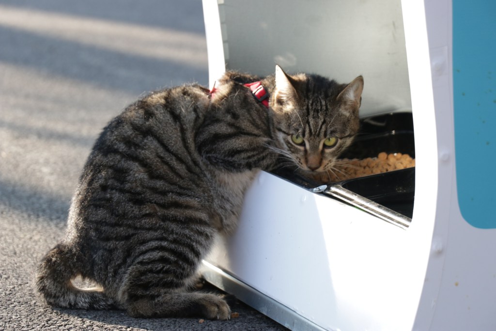 Pisică mâncând dintr-un automat instalat de Sache Vet / Foto: Asociația Sache Vet