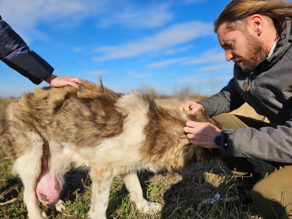 Medicul veterinar Marius Nicu și un câine salvat de pe câmp / Foto: Asociația Sache Vet