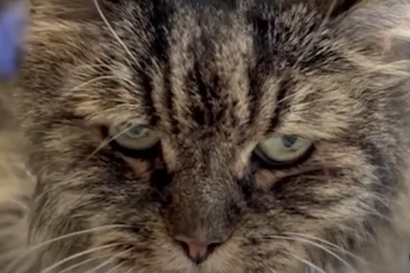 FOTO O pisică a supraviețuit după o cădere de 115 metri care a fost fatală celor doi stăpâni ai ei