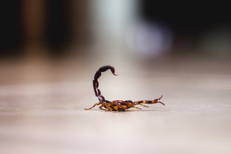 Marile orașe de pe un întreg continent, invadate de scorpioni. Rata înțepăturilor a crescut cu 250% în nouă ani