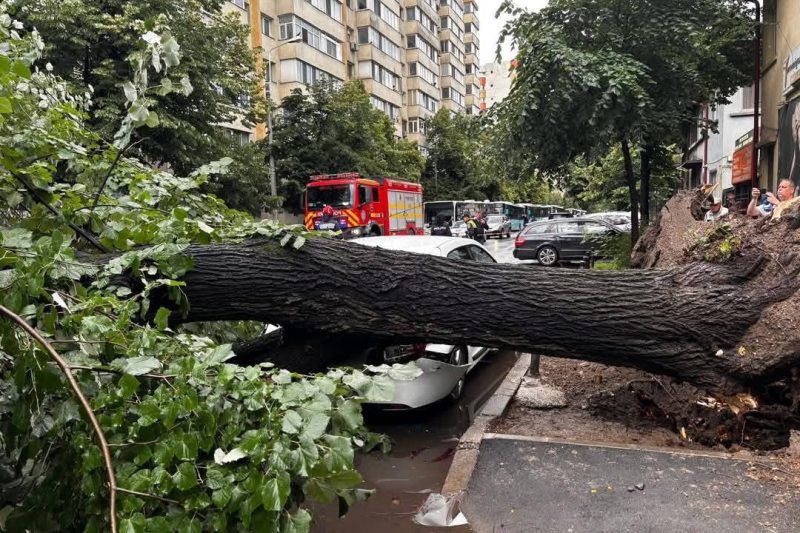 Primarul Sectorului 2 critică Primăria Generală, după căderea unui copac pe o mașină în București: „Mă revoltă!”