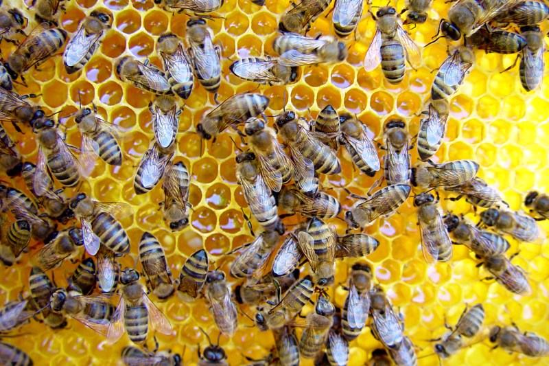 Putin și microplasticele amenință supraviețuirea albinelor. Iar România este arătată cu degetul