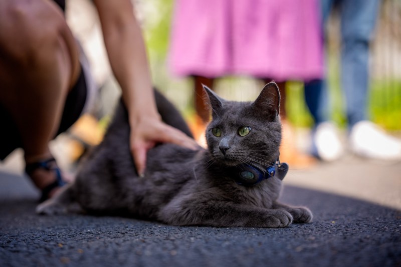 O companie japoneză a început să folosească inteligența artificială pentru a depista pisicile stresate