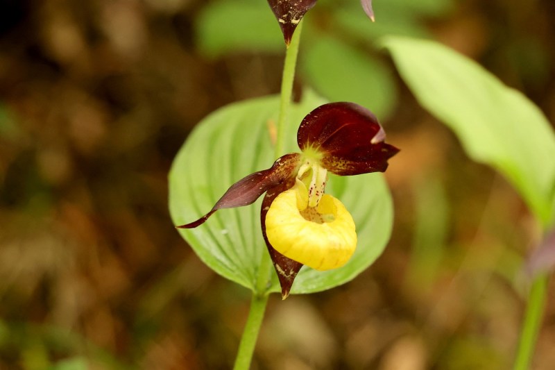 Orhidee rară în Marea Britanie, observată din nou în natură după aproape un secol