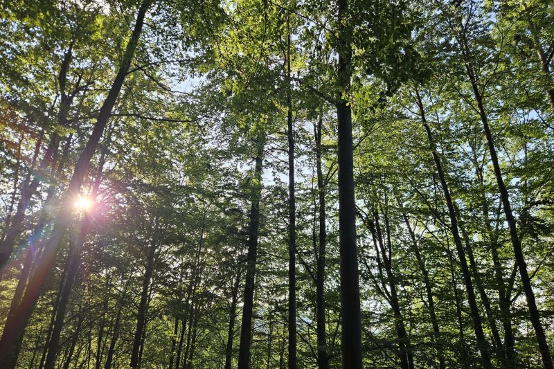 Cum a fost folosit AI-ul pentru a afla la ce oră cântă păsările pădurii