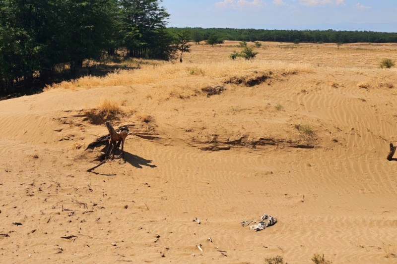 Ministrul Mediului, despre deșertificarea gravă din sudul țării. „Într-un singur an, să dublăm suprafața reîmpădurită în ultimii doi ani din bani europeni”