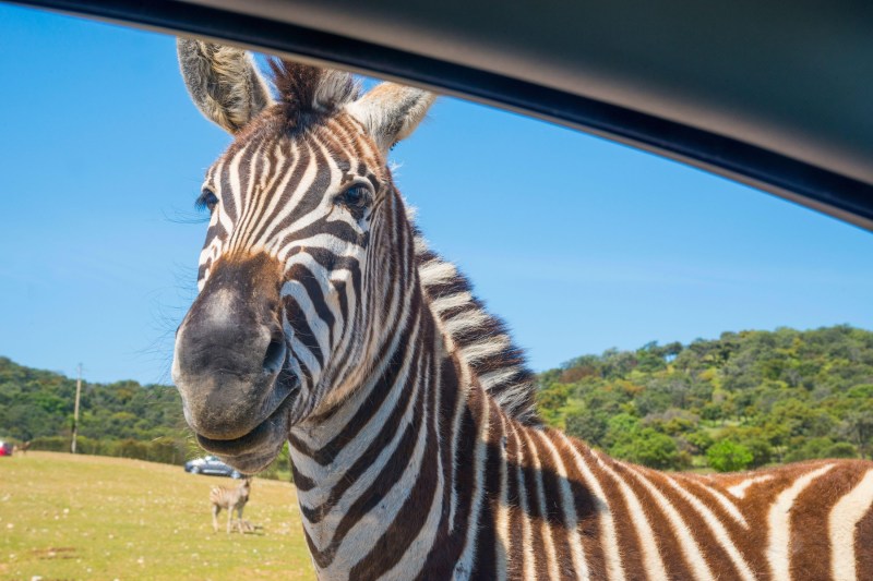 O zebră a evadat, la grădina zoologică din Belgrad, și a fugit pe aleile vizitatorilor. Trei oameni au ajuns la spital