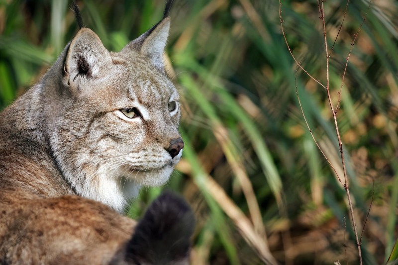 Apel neobișnuit: O grădină zoologică cere „donarea” animalelor de companie nedorite, pentru hrănirea prădătorilor