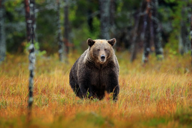 Motociclist mușcat de urs când aștepta în coloană, pe Transfăgărășan