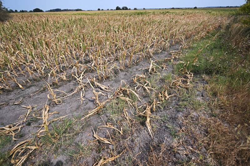 Seceta a ajuns atât de gravă în Ungaria încât unii fermieri se gândesc să își abandoneze terenurile: „Nu mai există viitor aici”
