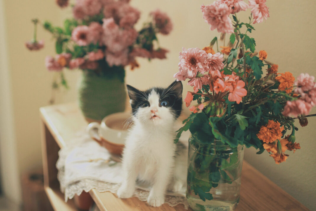 Toamna aceasta se poartă crizanteme: IATĂ cum să creezi aranjamente de balcon care dau lecții de stil!