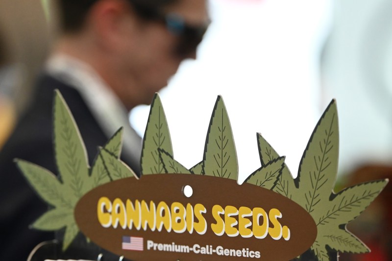 Măsura luată de Germania după ce importurile de canabis au crescut cu 400% în urma legalizării consumului recreațional