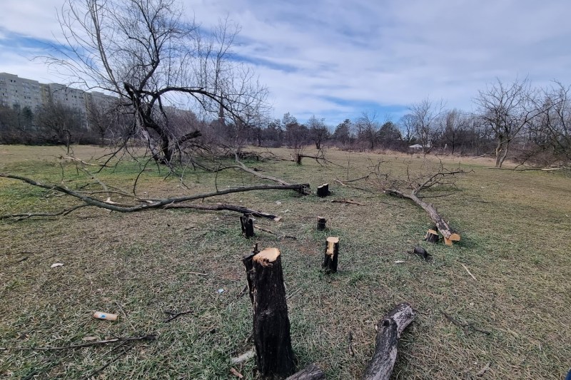 DOCUMENT Tăierea ilegală a arborilor din spațiile verzi, pe cale să devină faptă penală. Anunțul ministrului Mediului