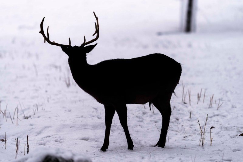 VIDEO Doi cerbi, filmaţi în apropierea unui traseu turistic din munţii Rodnei. „Avantajul să ai «biroul» în inima naturii”