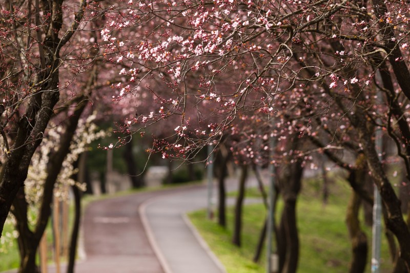 Vremea până pe 30 martie. ANM anunță temperaturi diferite față de normalul perioadei, în toată țara