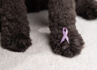 Importanța controalelor regulate pentru depistarea timpurie a cancerului la animale