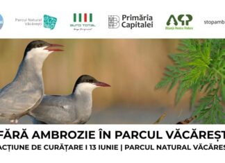 Ambrozia trebuie smulsă acum: apel la voluntari pentru acțiune de curățare în Parcul Natural Văcărești