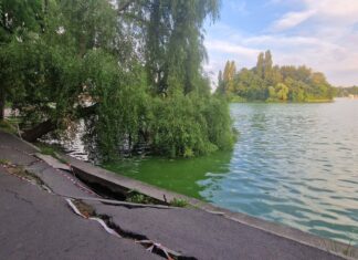 Începe golirea Lacului Herăstrău pentru consolidarea malurilor. Rațele vor fi relocate