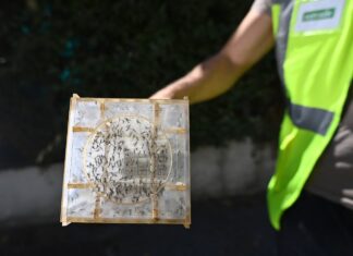 Franța eliberează milioane de insecte sterile pentru a combate țânțarii tigru
