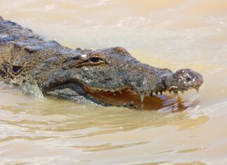 Israelul vrea să folosească crocodili pentru a descuraja tentativele de evadare. „Terorist blestemat, te gândești să evadezi? Mai gândește-te”