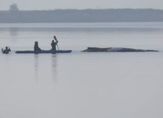 Povestea balenei pe care o țară întreagă a vrut să o salveze. O piesă de teatru arată că, de fapt, germanii sperau ca Timmy să-i salveze pe ei